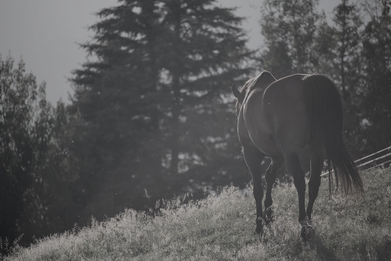 My “ritual of pause”: How horseback riding taught this woman of color about self-care