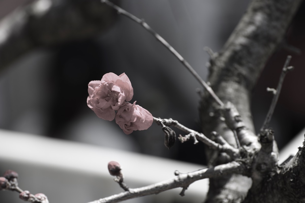How Our Collaborative Writing Became a Healing Process: Reflections by Two Transnational Female Academics in Japan
