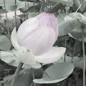 Lotus