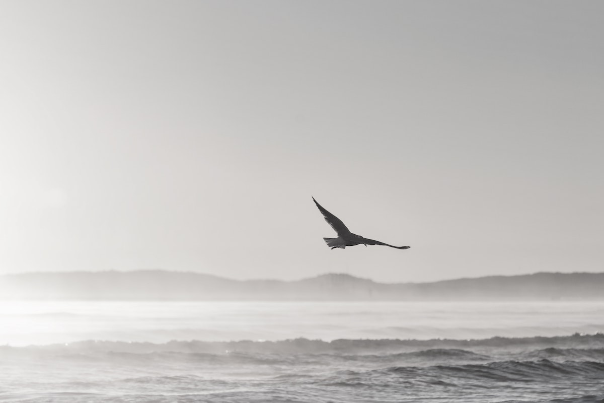 bird flying freely