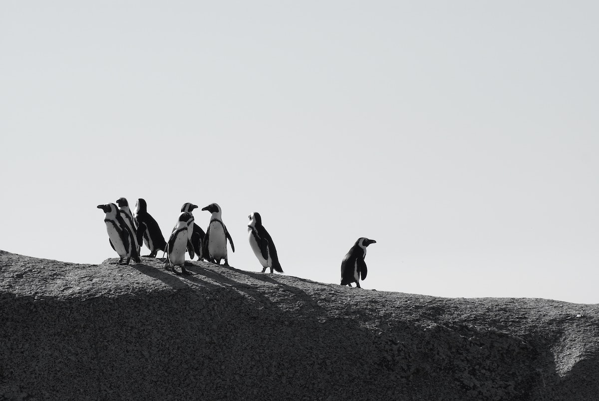 penguins support system