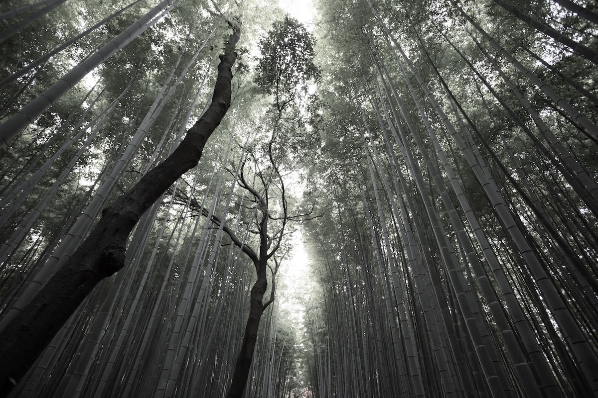 Bamboo Forest