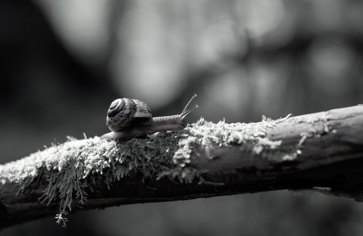 Slow